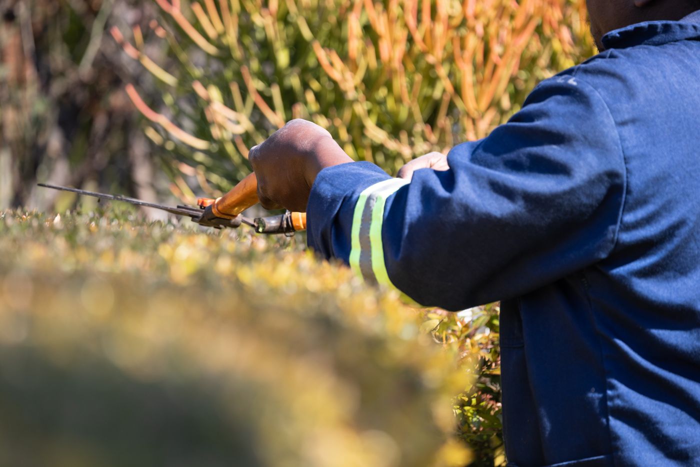Hecke wird mit einer Gartenschere in Form geschnitten